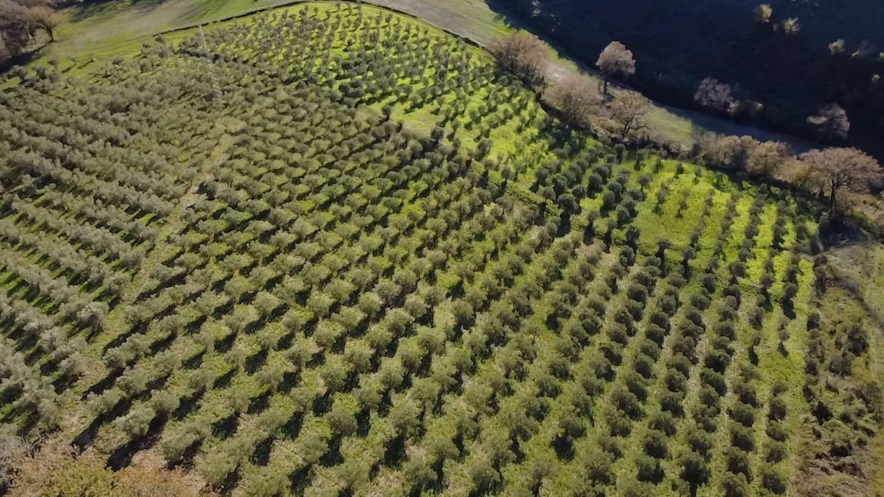 Olio passafaro farm